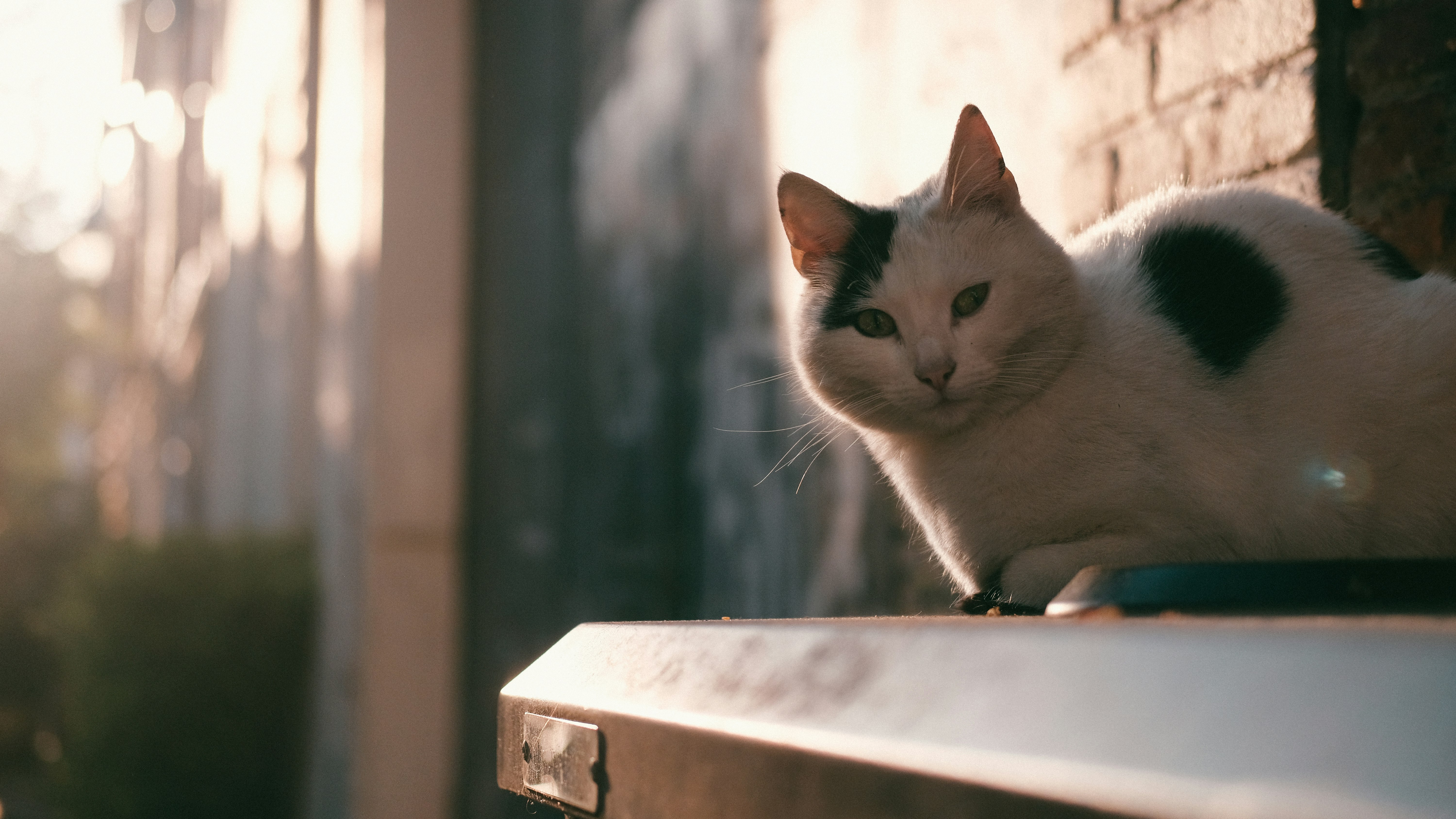 white cat on white wooden table